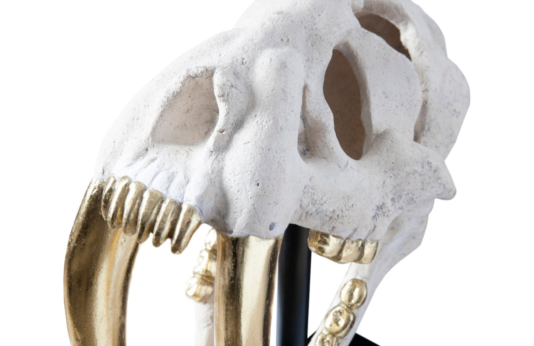 Saber Tooth Tiger Skull, Roman Stone
