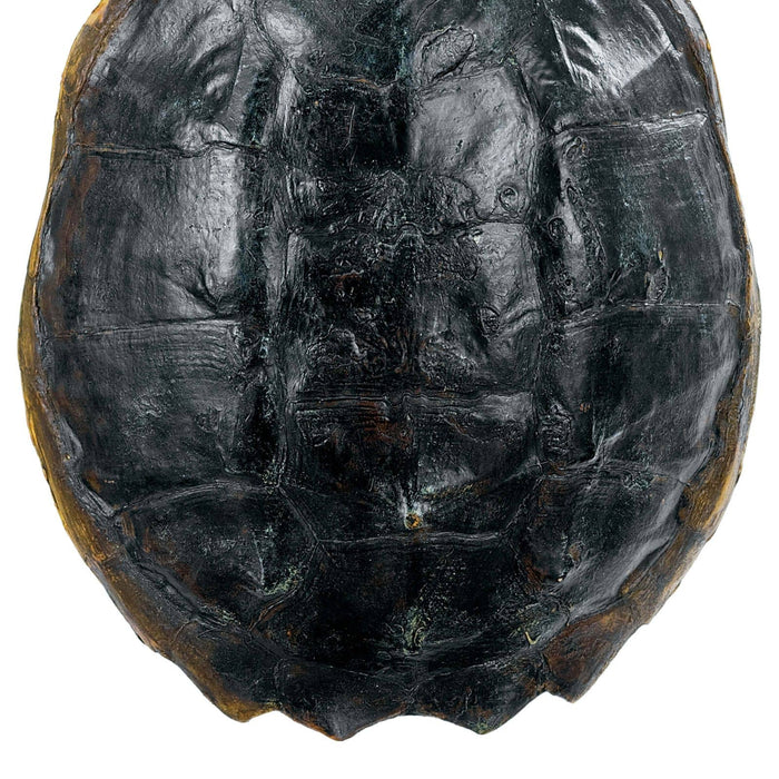 Turtle Shell Accessory (Natural)